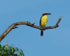 Boat-billed Flycatcher Boat-billed Flycatcher